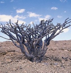 画像2: フランキンセンス（ソマリア）5ml・精油