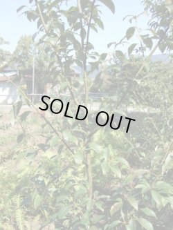 画像1: 黒文字1ml・精油