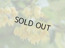 画像2: リンデンブロッサムAbs2ml・精油