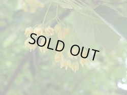 画像1: リンデンブロッサムAbs2ml・精油