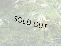 画像3: リンデンブロッサムAbs2ml・精油