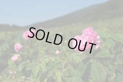 画像1: ローズオットー（ブルガリア）1ml・精油