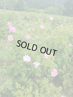 画像2: ローズオットー（ブルガリア）1ml・精油