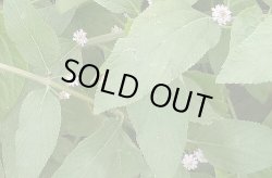 画像1: ホワイトバーベナOG5ml・ブラジル