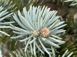 画像1: ブルースプルース5ml・精油