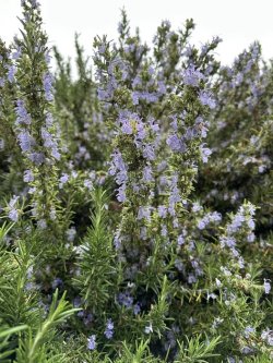 画像1: ローズマリー・カンファーBIO5ml