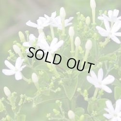 画像1: ジャスミン3ml・精油