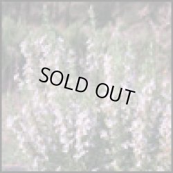 画像1: ローズマリーベルベノンBIO5ml・精油