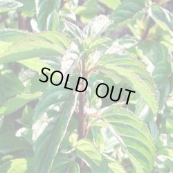 画像1: ベルガモットミント5ml・精油