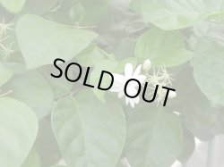 画像1: ジャスミンサンバックAbs2ml