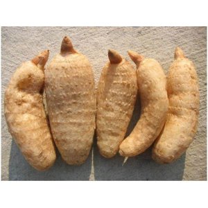 画像: 天麻・テンマ（オニノヤガラ）5ml・精油