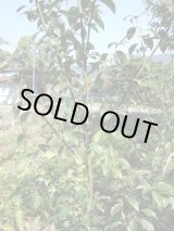 画像: 黒文字1ml・精油