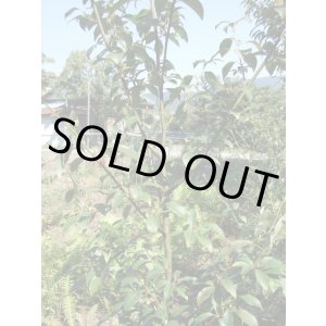 画像: 黒文字1ml・精油