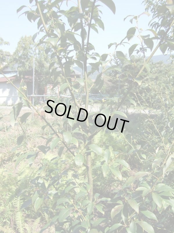 画像1: 黒文字1ml・精油