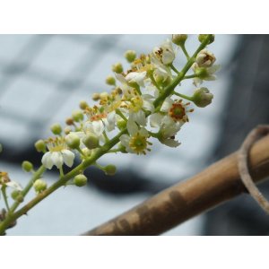 画像: フランキンセンス（ソマリア）5ml・精油