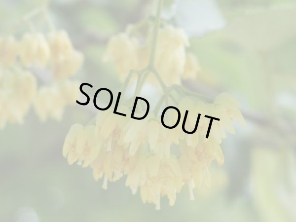 画像2: リンデンブロッサムAbs2ml・精油