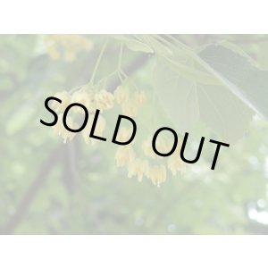 画像: リンデンブロッサムAbs2ml・精油