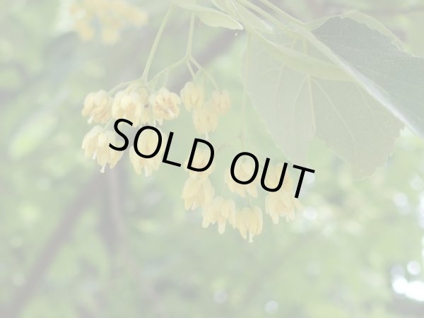 画像1: リンデンブロッサムAbs2ml・精油