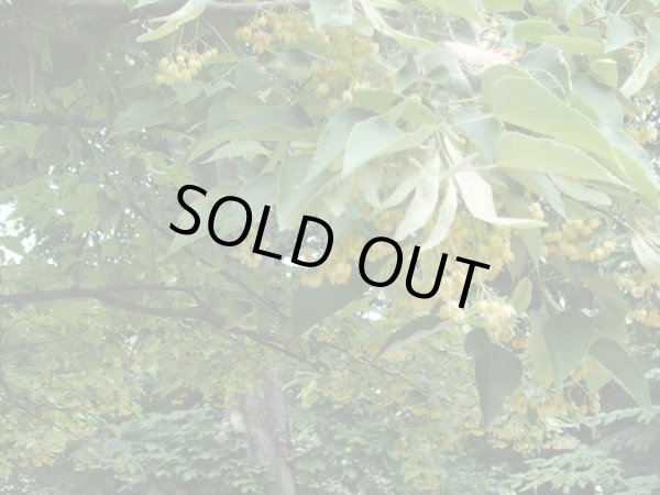 画像3: リンデンブロッサムAbs2ml・精油