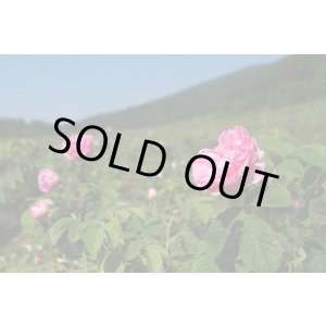 画像: ローズオットー（ブルガリア）1ml・精油