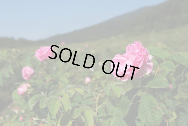 画像1: ローズオットー（ブルガリア）1ml・精油