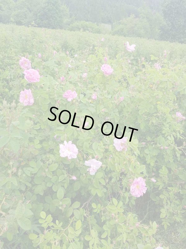 画像2: ローズオットー（ブルガリア）1ml・精油