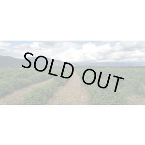 画像: メリッサ（ブルガリア）3ml・精油