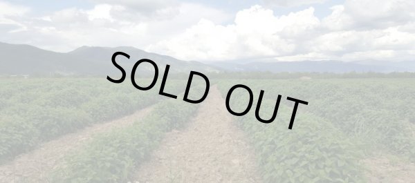 画像1: メリッサ（ブルガリア）3ml・精油