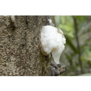 画像: フランキンセンス・アマゾン(Breu Branco)5ml・精油 