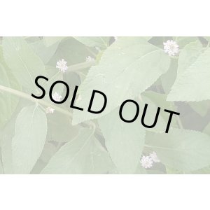 画像: ホワイトバーベナOG5ml・ブラジル