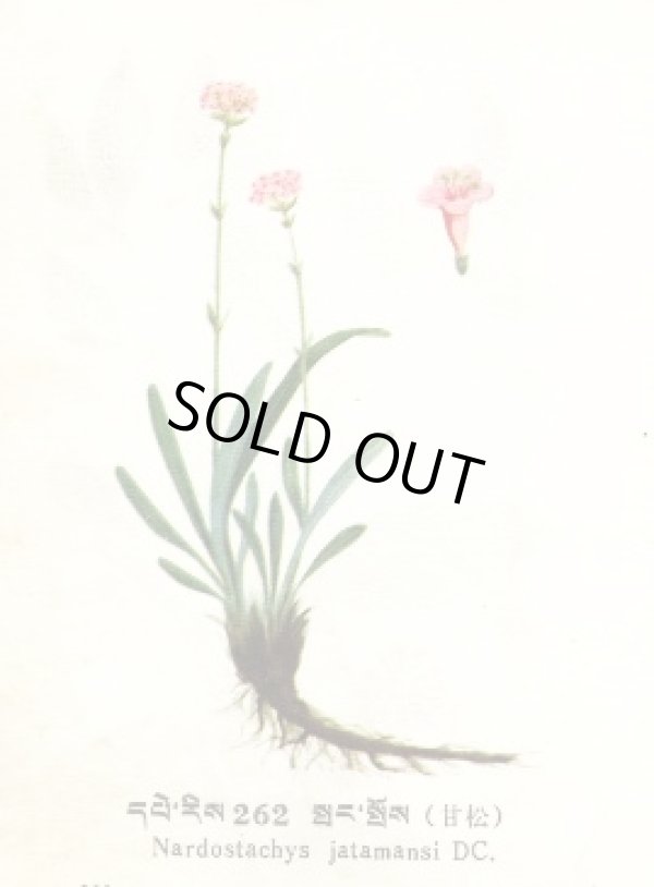 画像1: スパイクナードOG5ml・精油