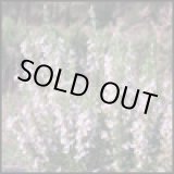 画像: ローズマリーベルベノンBIO5ml・精油