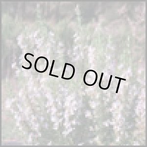 画像: ローズマリーベルベノンBIO5ml・精油