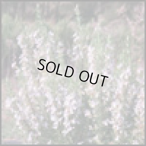 画像1: ローズマリーベルベノンBIO5ml・精油