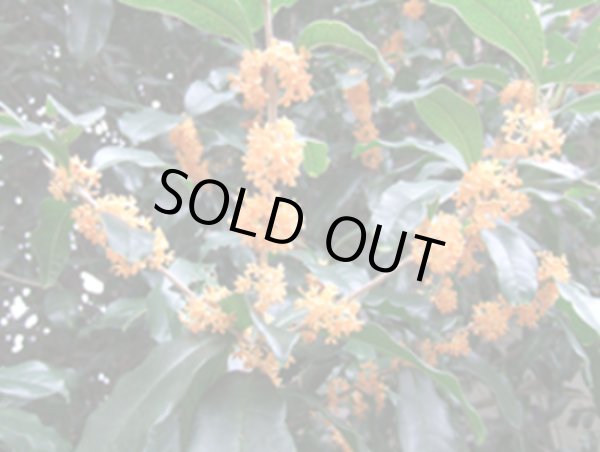 画像2: 桂花（金木犀）1ml・精油 