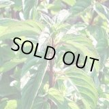 画像: ベルガモットミント5ml・精油