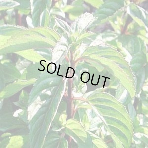 画像1: ベルガモットミント5ml・精油