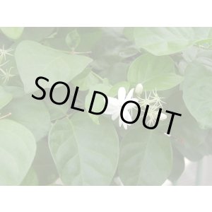 画像: ジャスミンサンバックAbs2ml