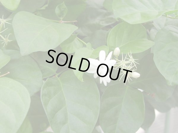 画像1: ジャスミンサンバックAbs2ml