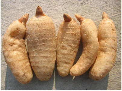 画像1: 天麻・テンマ（オニノヤガラ）5ml・精油