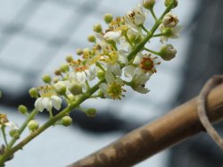 画像1: フランキンセンス5ml・精油