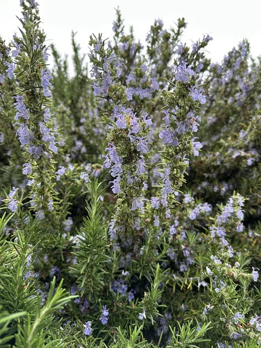 画像1: ローズマリー抗酸化CO₂抽出物 高カルノシン酸 約14％（有機） 有機ヒマワリ油 約35％配合 5ml